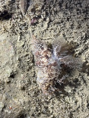 Plocamopherus ceylonicus