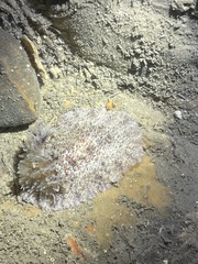 Carminodoris