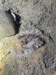 Carminodoris