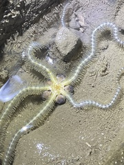Macrophiothrix
