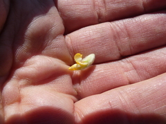 Aspalathus aspalathoides