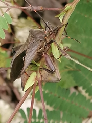 Pachylis nervosus