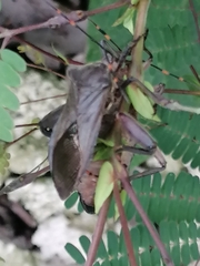 Pachylis nervosus