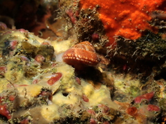 Philippia hybrida