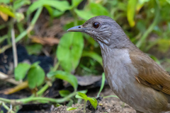 Turdus leucomelas