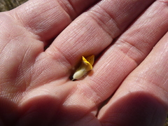 Aspalathus aspalathoides