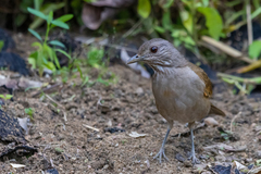 Turdus leucomelas