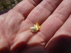 Aspalathus aspalathoides