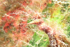 Cerithiidae