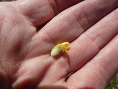 Aspalathus aspalathoides