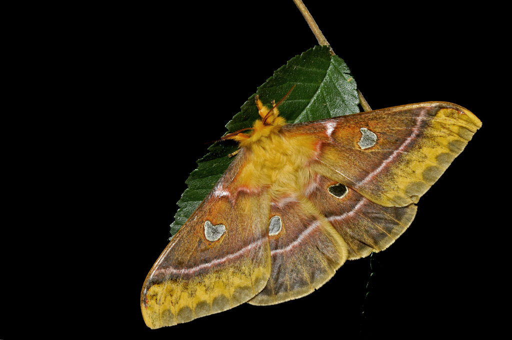 Rhodinia jankowskii
