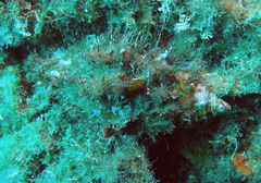 Monoplex parthenopeus