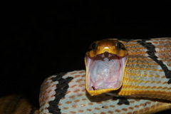 Boiga cynodon