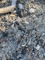 Physaria occidentalis