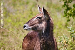 Kobus ellipsiprymnus defassa