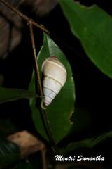 Amphidromus glaucolarynx