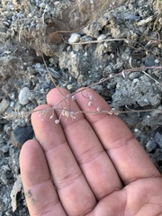 Physaria occidentalis