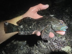Hexagrammos lagocephalus