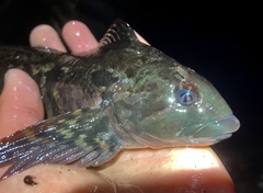 Hexagrammos lagocephalus