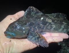 Hexagrammos lagocephalus