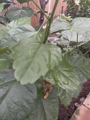 Morus indica