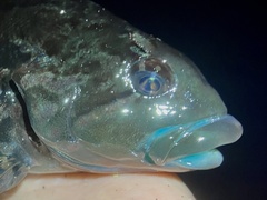 Hexagrammos lagocephalus