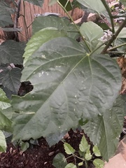 Morus indica