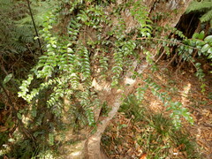 Metrosideros diffusa