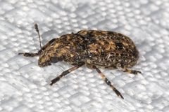 Euparius subtesselatus