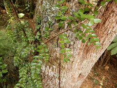 Metrosideros diffusa