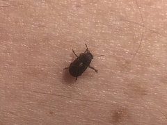 Araecerus