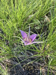 Calochortus macrocarpus