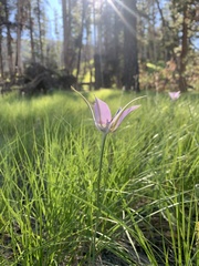 Calochortus macrocarpus