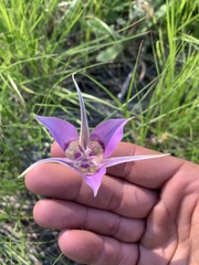 Calochortus macrocarpus