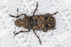 Euparius subtesselatus