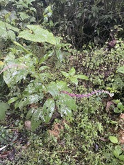 Phytolacca rivinoides
