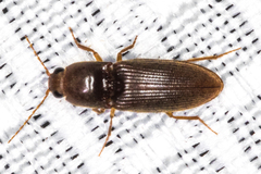 Horistonotus simplex