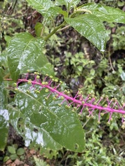 Phytolacca rivinoides