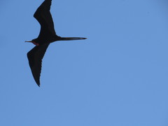 Fregata magnificens