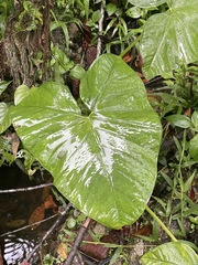 Xanthosoma