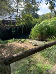Crocodylia
