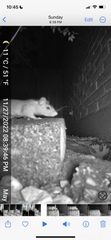 Rattus rattus