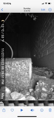 Rattus rattus