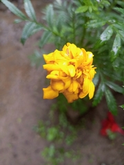 Tagetes erecta