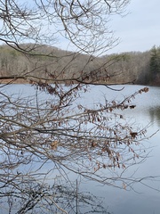 Cercis canadensis