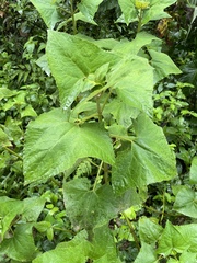 Munnozia
