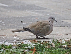 Streptopelia decaocto