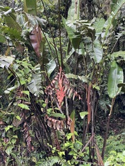 Heliconia vellerigera