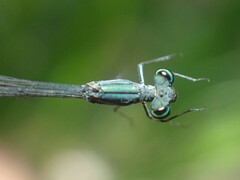 Peristicta