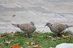 Streptopelia decaocto